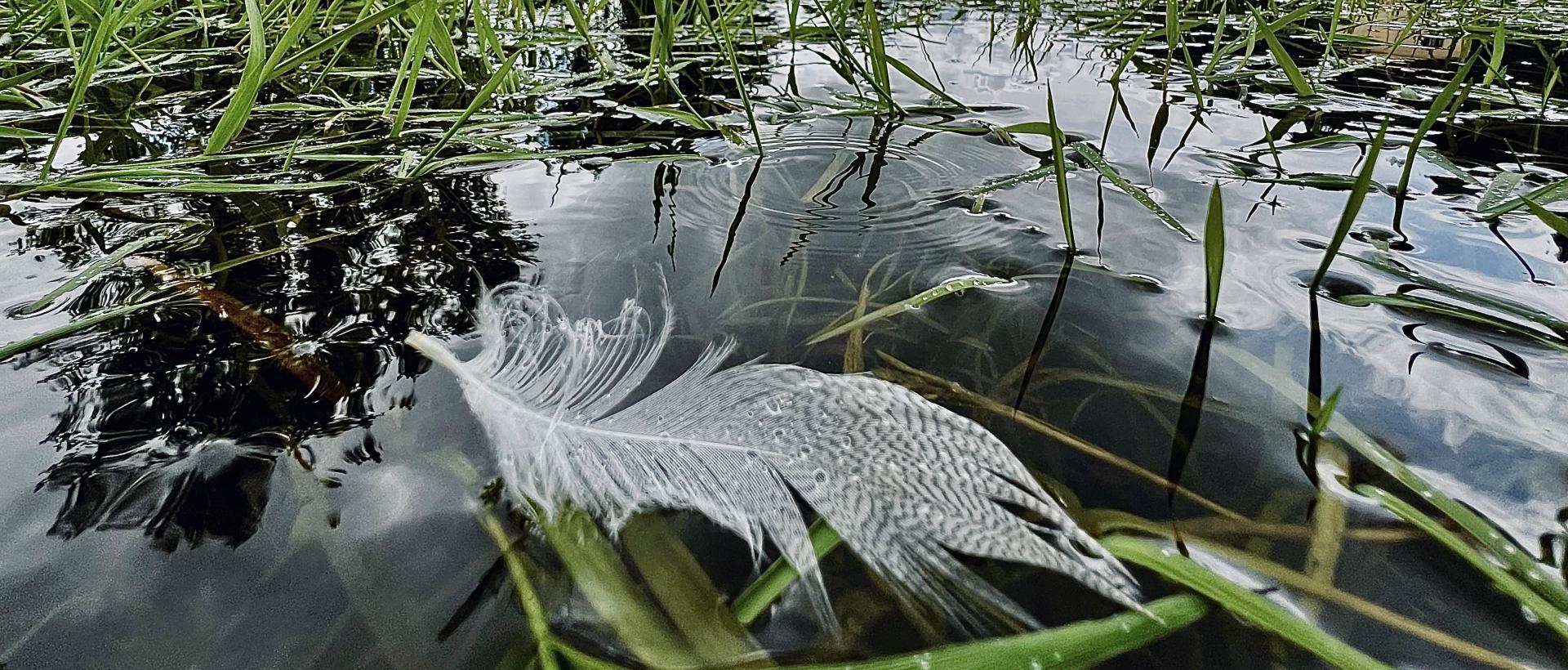 La Plume dans l'eau Couvet