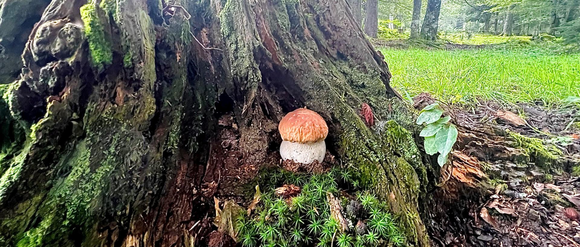 Forêt Enchantée Les Cernets