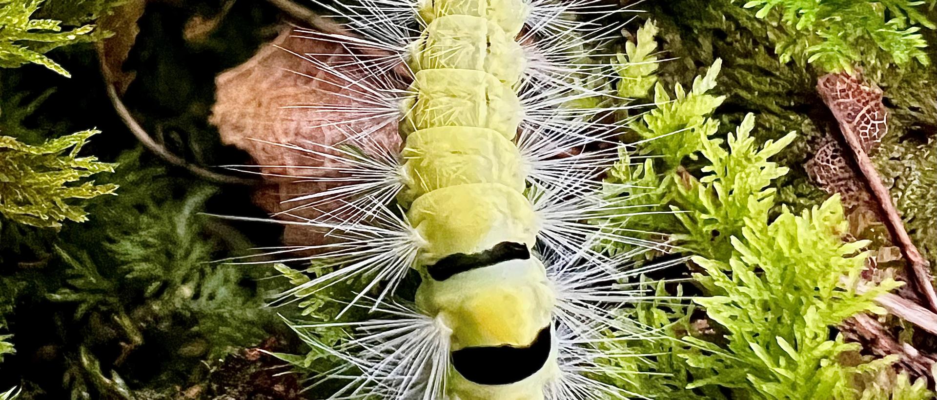 Chenille dans la forêt les Cernets